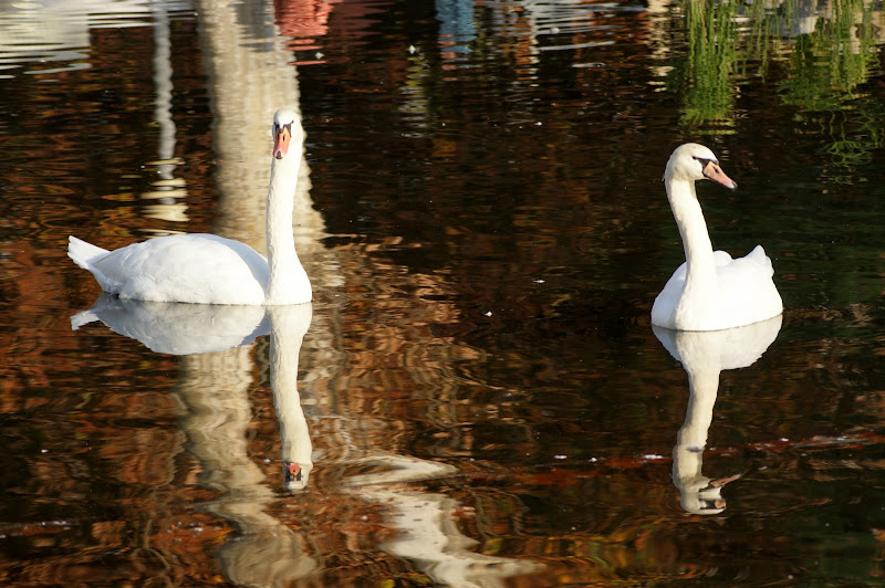 Cisnes no jardim do Bonfim