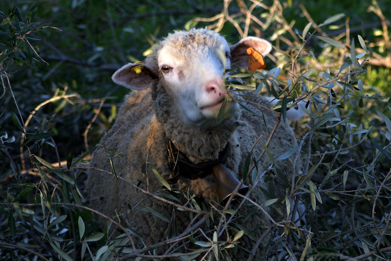 Ovelhas na arrábida