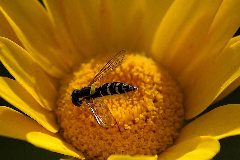 Sírfideo no pampilho