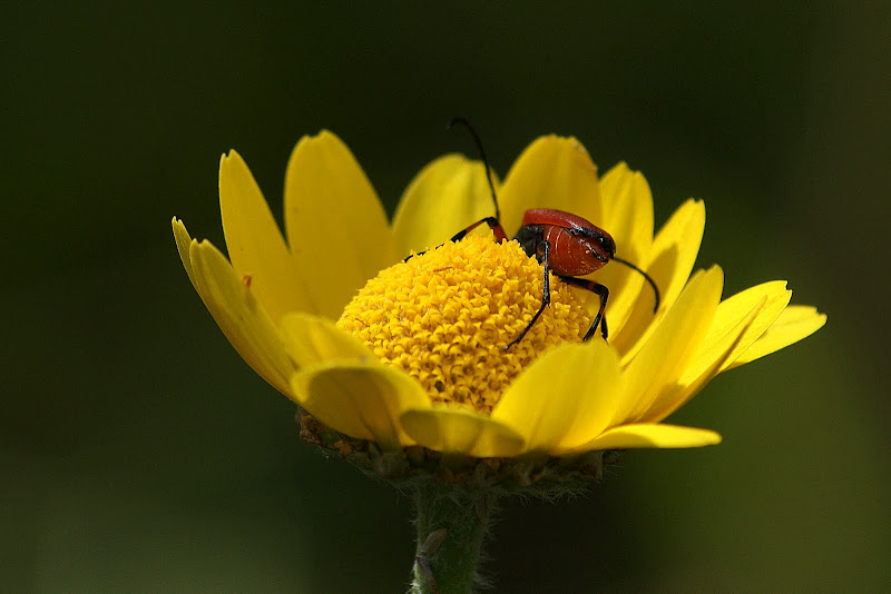 O Escaravelho no malmequer