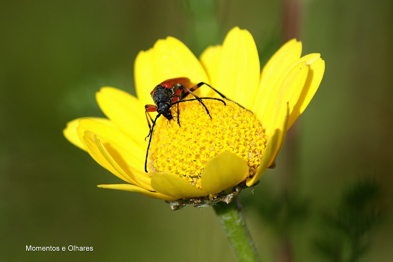 Escaravelho no malmequer