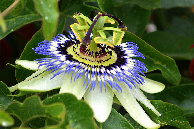 Flor da paixão