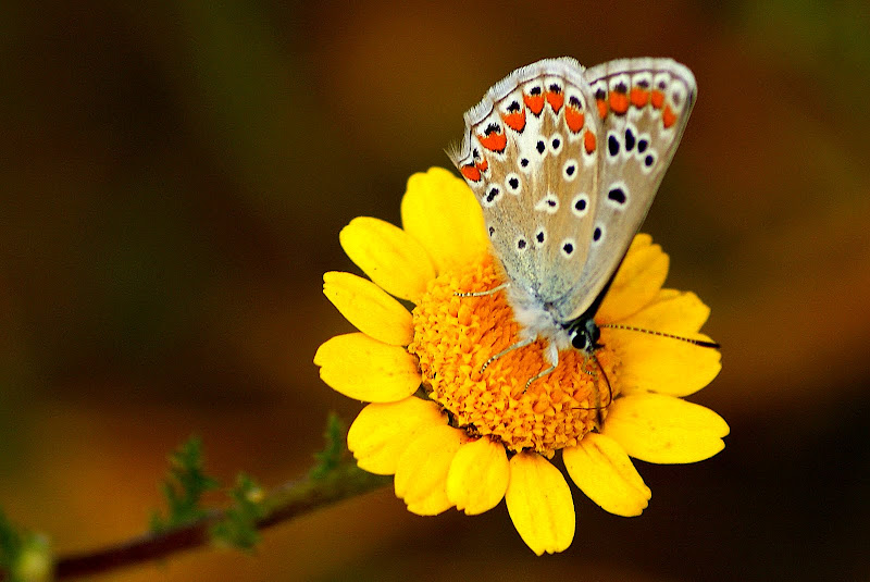 Borboleta no pampilho