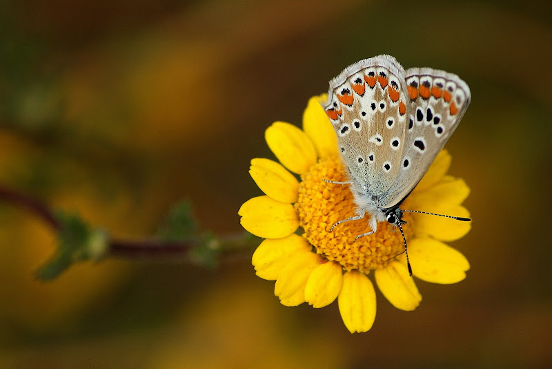 Borboleta no pampilho amarelo