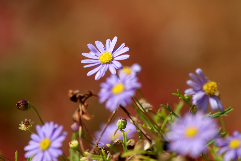 Margaridas de jardim