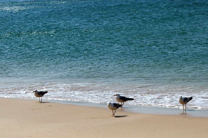 Gaivotas na praia de Salema