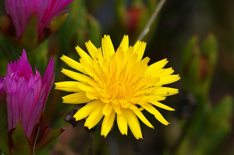 Detalhes.. flor de dente de leão