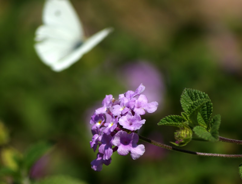 Borboleta na flor lilás