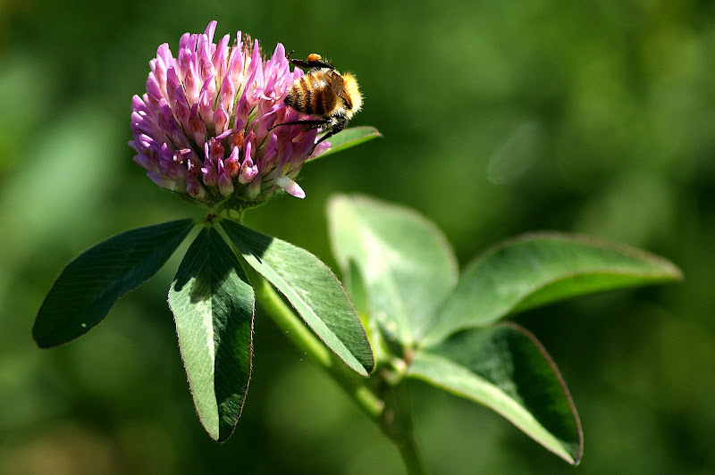 Abelha na flor de Teevo Branco