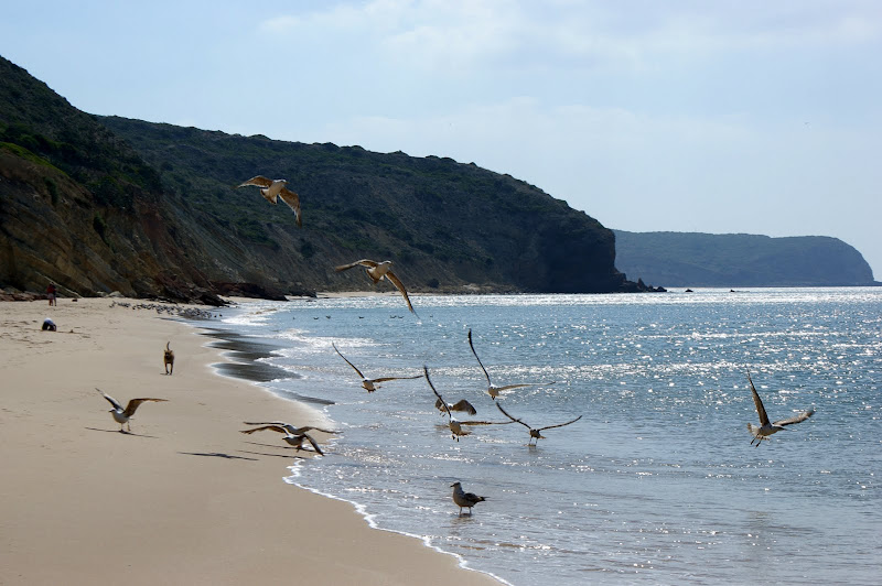 Gaivotas na Praia, Salema, Algarve