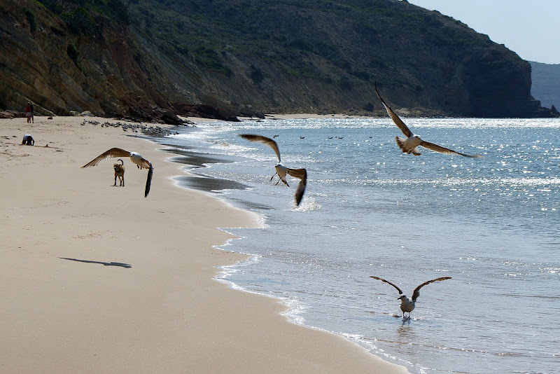 Gaivotas na Praia, Salema, Algarve