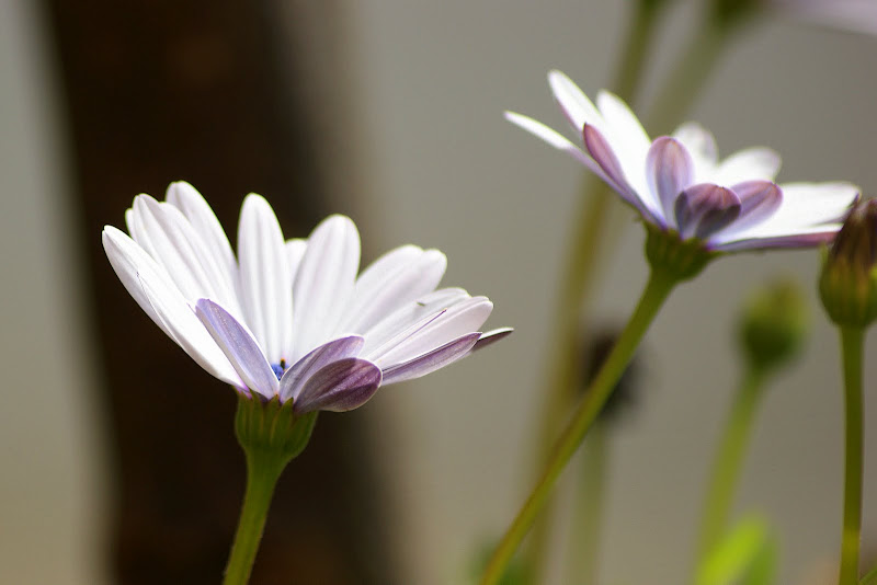 Flores em perspectiva