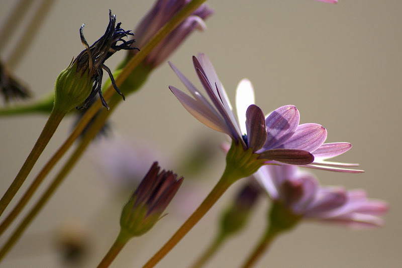 Flores em perspectiva