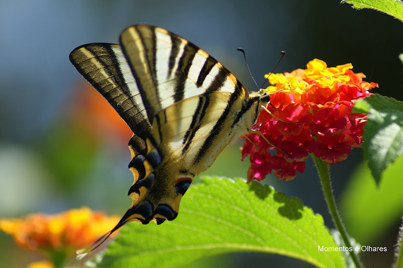Borboleta Iphiclides feisthamelii