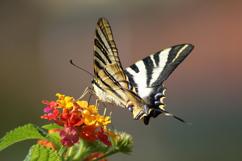 Borboleta Zebra Iphiclides feisthamelii 