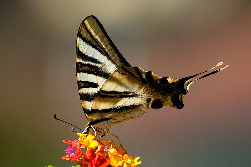 Borboleta Zebra