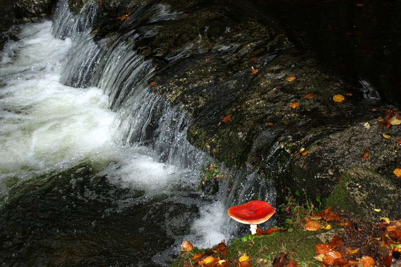 O cogumelo no Gerês