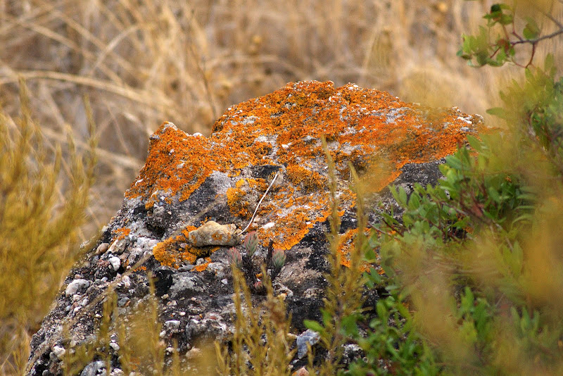 Musgo nas rochas, Serra do Louro