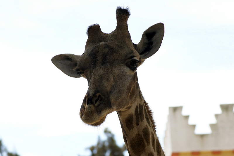 Girafa, Zoo de Lisboa