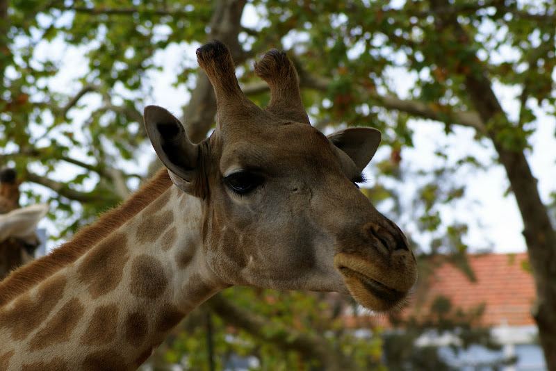 Girafa, Zoo de Lisboa