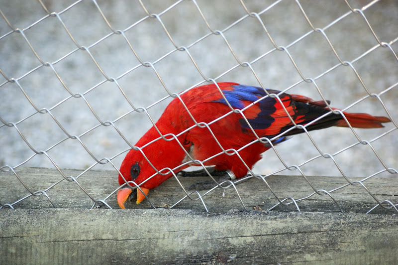 Aves, Zoo de Lisboa