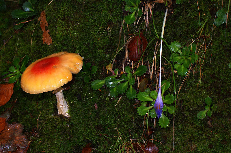 Cogumelo, Leonte, Gerês, Outono