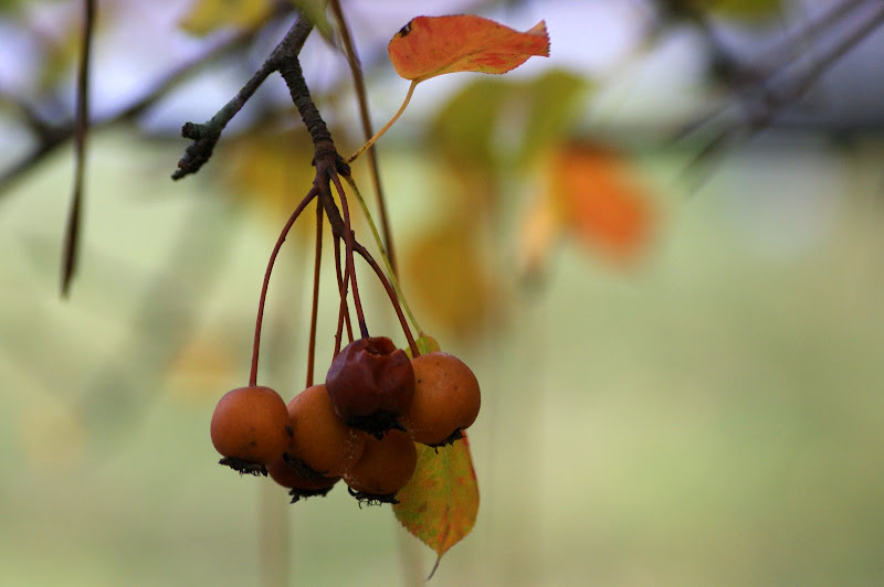 Folhas do Outono no Gerês