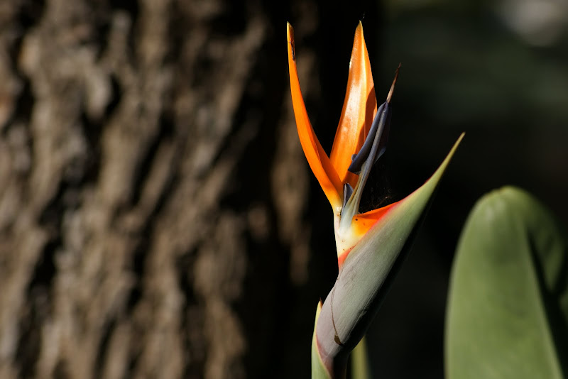 Strelitzia reginae: a ave-do-paraíso