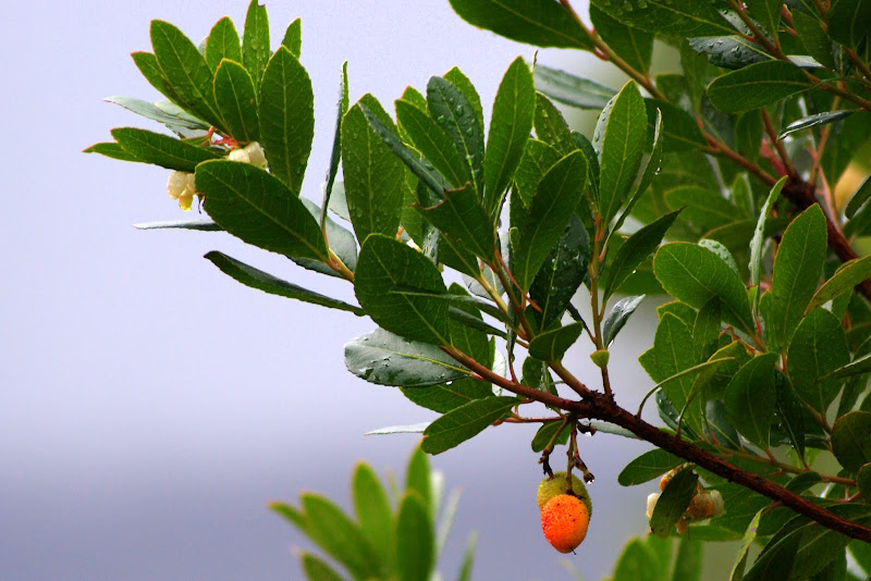 Detalhes do Outono no Gerês, medronhos