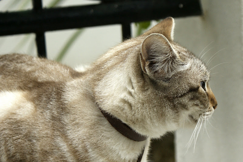 O Gato