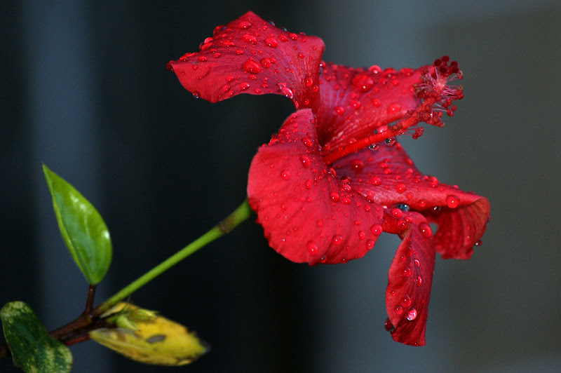 Janeiro, Hibisco depois da Chuva