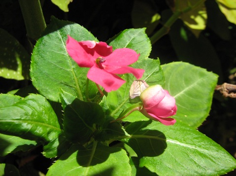 IMG_2130 IMG_2130