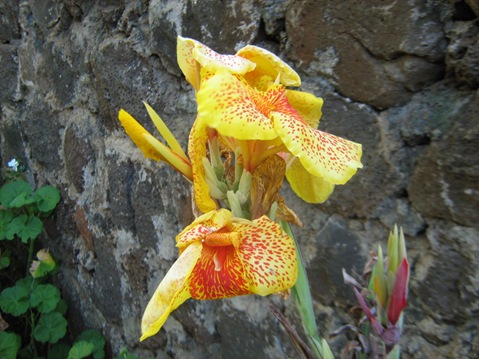 IMG_2135 IMG_2135