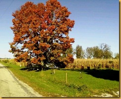Fall country road