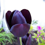 100_2596.jpg