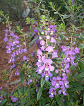 11OCT2007 032.JPG