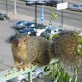 Maxwell the Friendly Squirrel