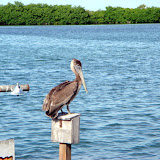 Ambergris Caye