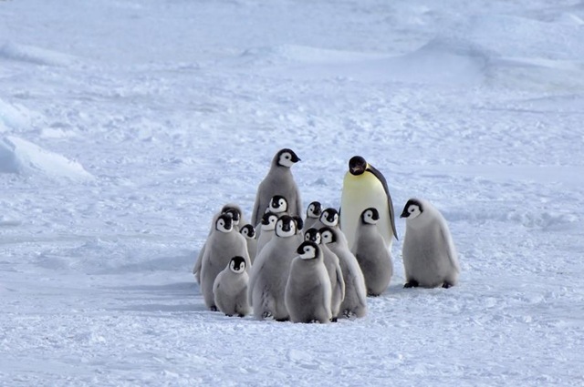 [Penguins via Pixdaus[5].jpg]