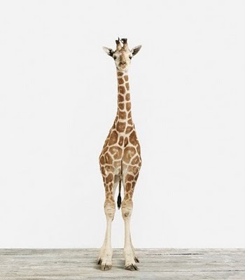 [Giraffe by Sharon Montrose[3].jpg]