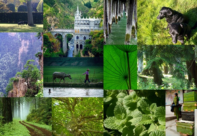 [Green collage version two[5].jpg]