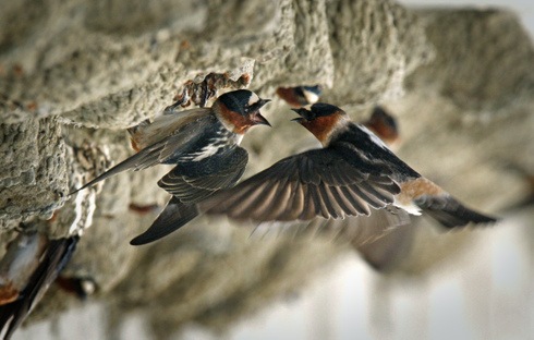 [Cliff Swallows by Don Bartletti for the Los Angeles Times[4].jpg]