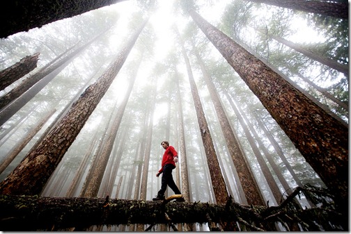 David Hanson crosses a fallen log beneath soaring trees and a lingering fog in Washington's Olympic National Park. (Photo and caption by Michael Hanson) David Hanson crosses a fallen log beneath soaring trees and a lingering fog in Washington's Olympic National Park. (Photo and caption by Michael Hanson)