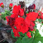 Geranium