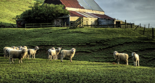 [sheep-paddock[4].jpg]