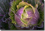 brassica_january_king2