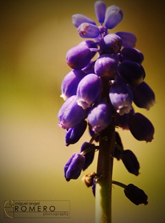 DSC_0101 DSC_0101