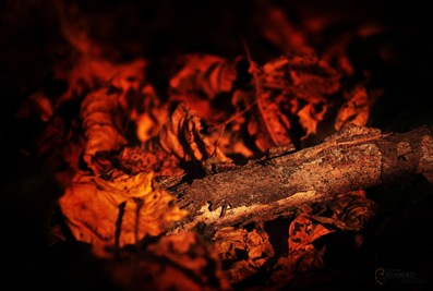 DSC_3302 DSC_3302