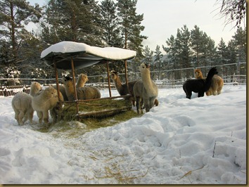 Gutta inn i varmerommet 001