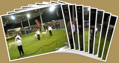 View British Alpaca Futurity 2010 judgment